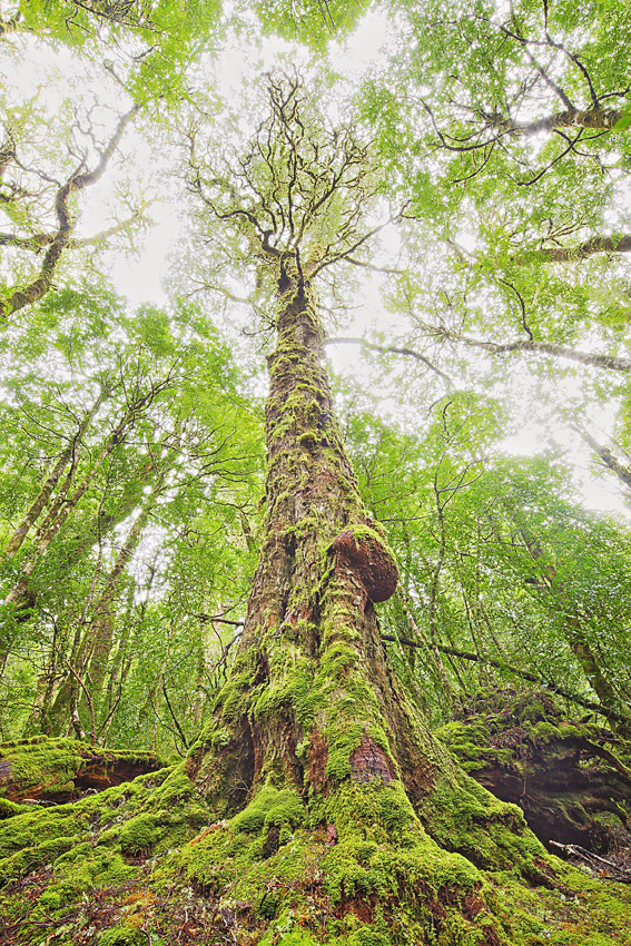 400 YEAR OLD MYRTLE TREE, VALE OF BELVOIR
