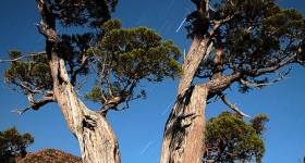 PENCIL PINES AND STAR TRAILS, MOUNT FIELD