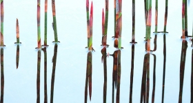 REED REFLECTION