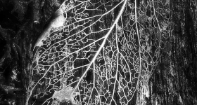 DECAYING LEAF, STYX VALLEY
