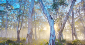 SNOWGUMS AND MORNING MIST, LAKE ST CLAIR