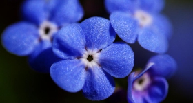 FORGET ME NOTS