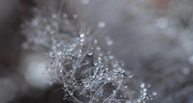 FEATHER AND DEW DROPS