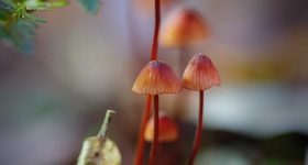 Fungi detail